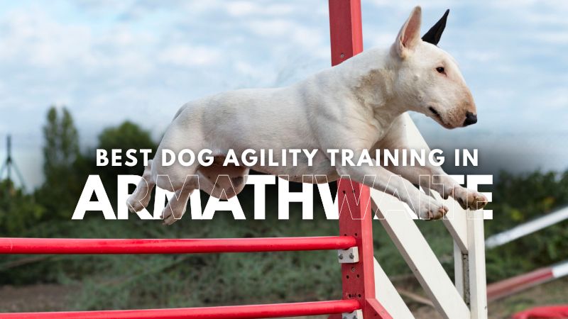 Best Dog Agility Training in Armathwaite