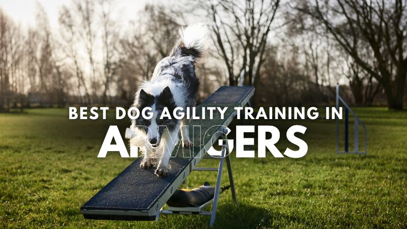 Best Dog Agility Training in Armigers