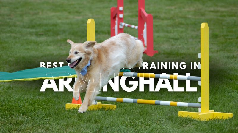 Best Dog Agility Training in Arminghall