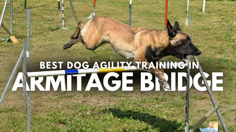 Best Dog Agility Training in Armitage Bridge