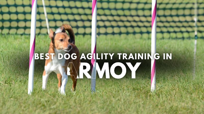 Best Dog Agility Training in Armoy