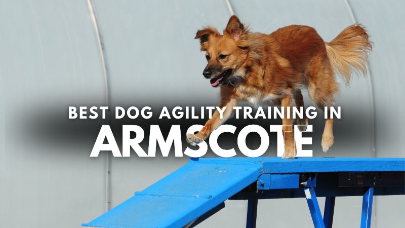 Best Dog Agility Training in Armscote