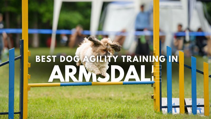 Best Dog Agility Training in Armsdale