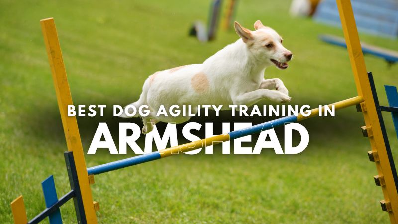 Best Dog Agility Training in Armshead