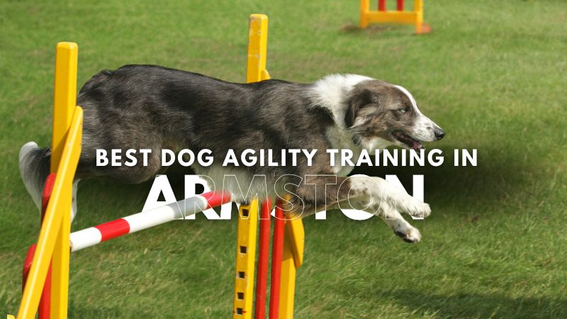 Best Dog Agility Training in Armston