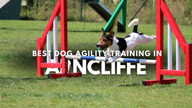 Best Dog Agility Training in Arncliffe
