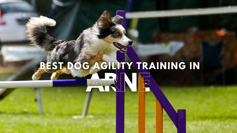 Best Dog Agility Training in Arne
