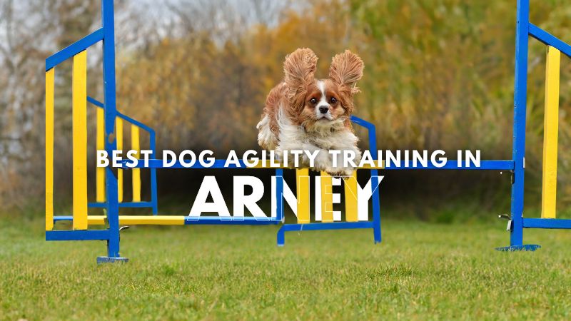 Best Dog Agility Training in Arney