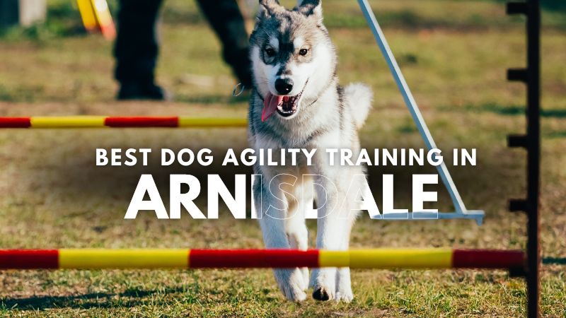 Best Dog Agility Training in Arnisdale