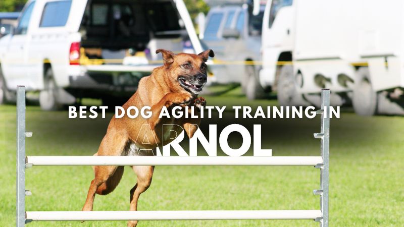 Best Dog Agility Training in Arnol