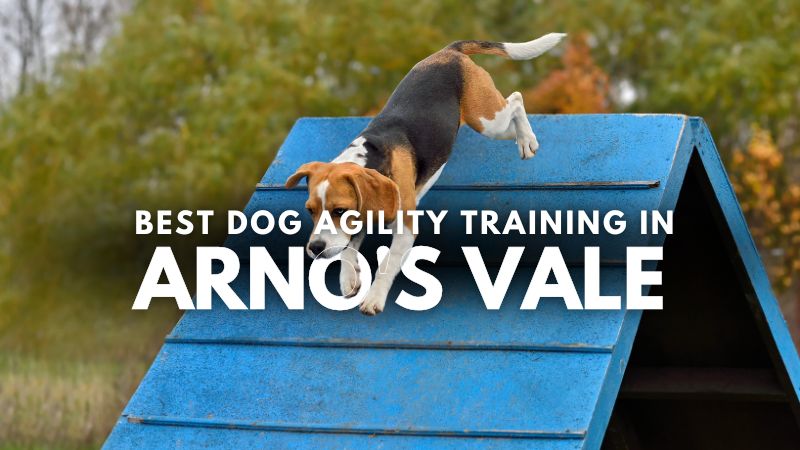 Best Dog Agility Training in Arno's Vale