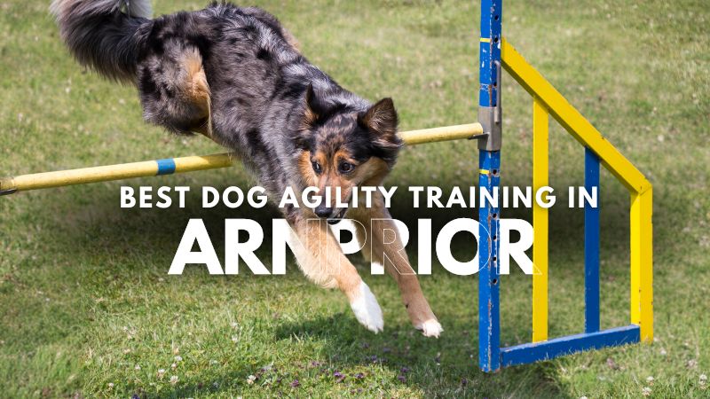Best Dog Agility Training in Arnprior