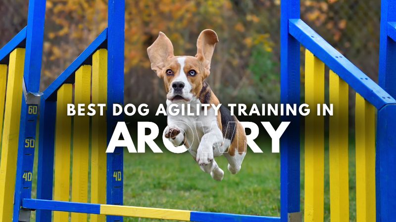 Best Dog Agility Training in Arowry