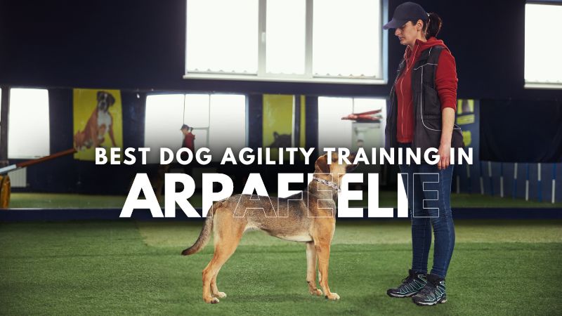 Best Dog Agility Training in Arpafeelie