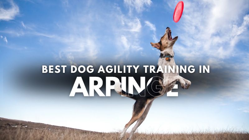 Best Dog Agility Training in Arpinge