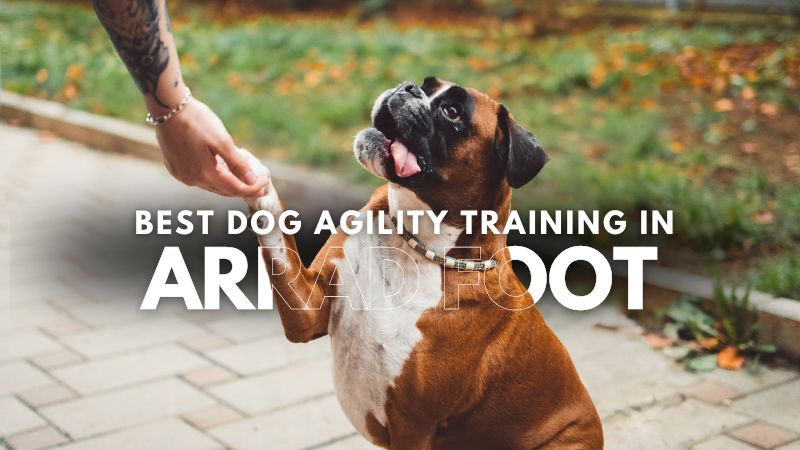 Best Dog Agility Training in Arrad Foot