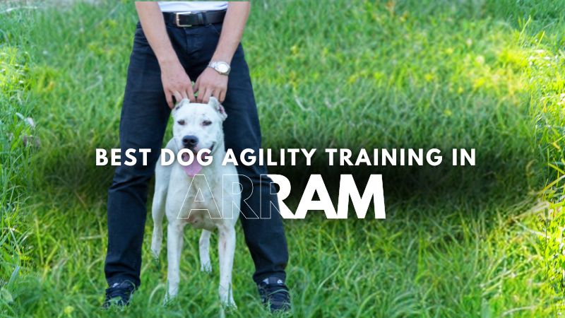 Best Dog Agility Training in Arram