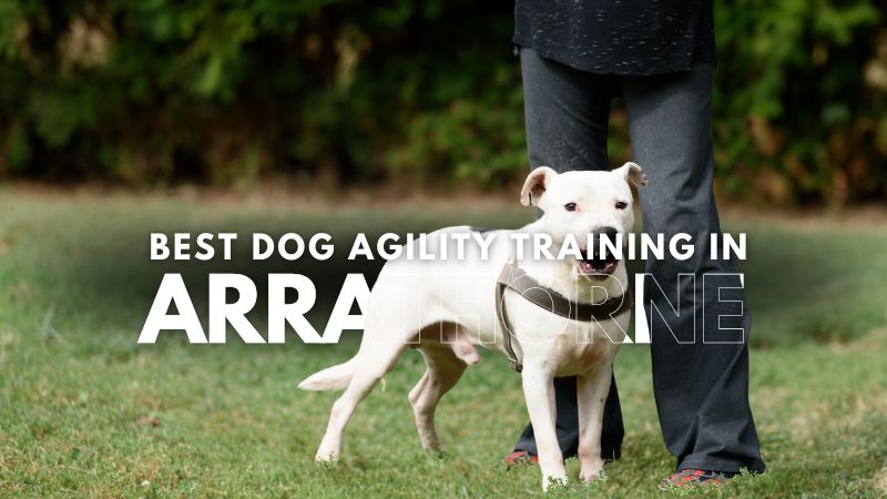 Best Dog Agility Training in Arrathorne