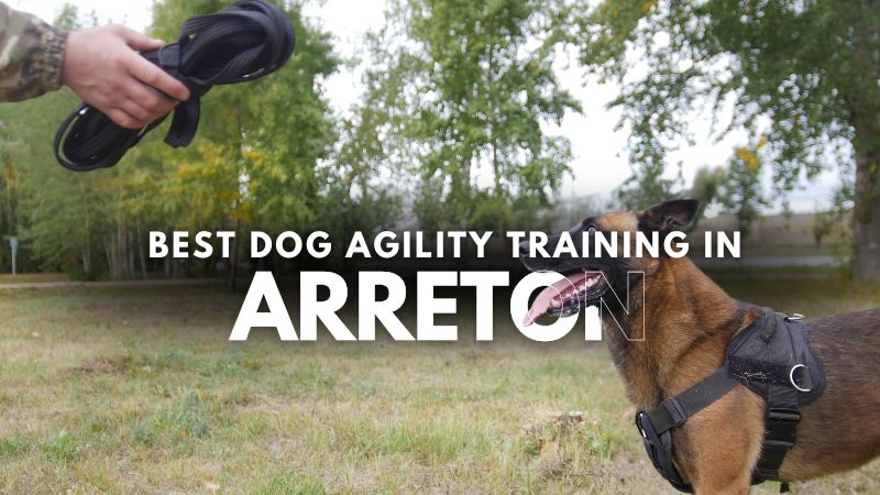 Best Dog Agility Training in Arreton