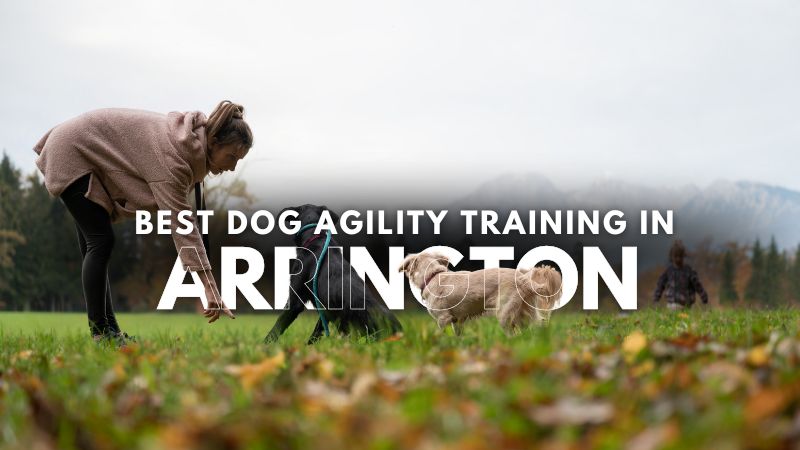 Best Dog Agility Training in Arrington