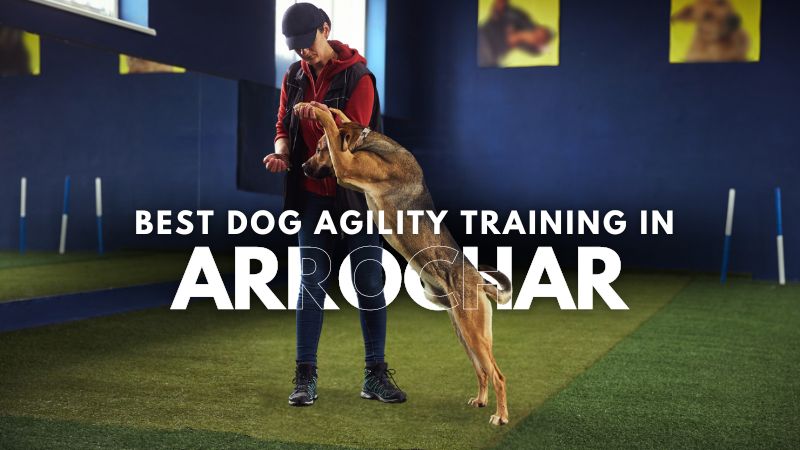 Best Dog Agility Training in Arrochar
