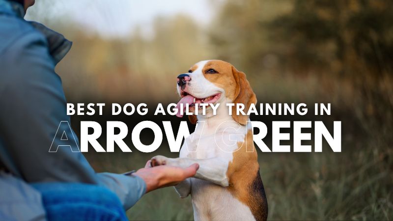 Best Dog Agility Training in Arrow Green