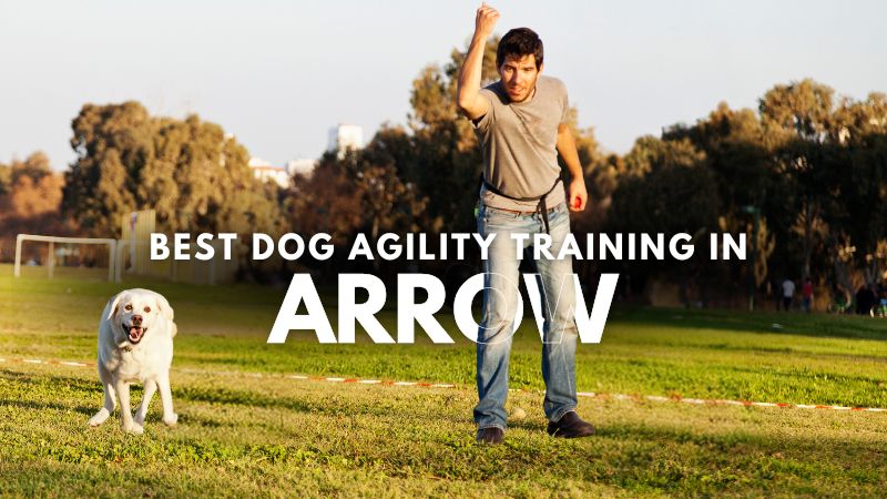 Best Dog Agility Training in Arrow