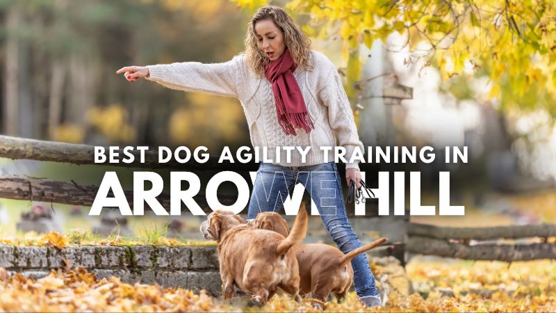 Best Dog Agility Training in Arrowe Hill
