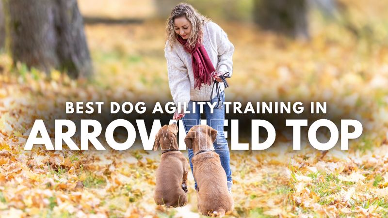 Best Dog Agility Training in Arrowfield Top