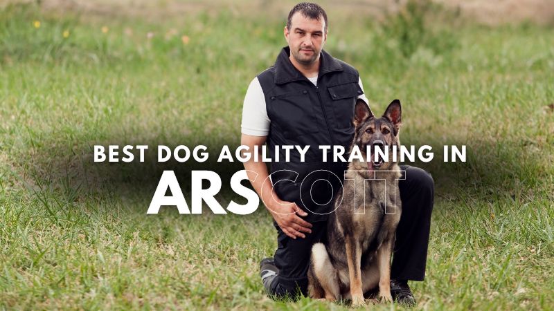 Best Dog Agility Training in Arscott