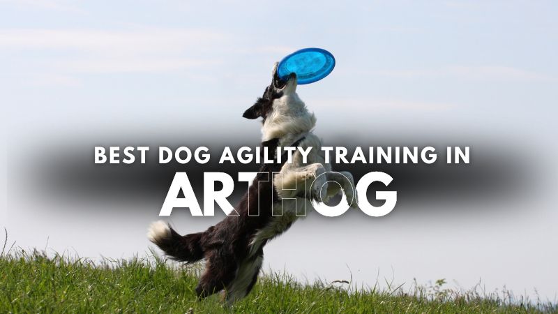 Best Dog Agility Training in Arthog