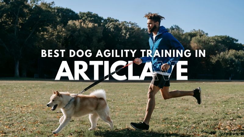 Best Dog Agility Training in Articlave