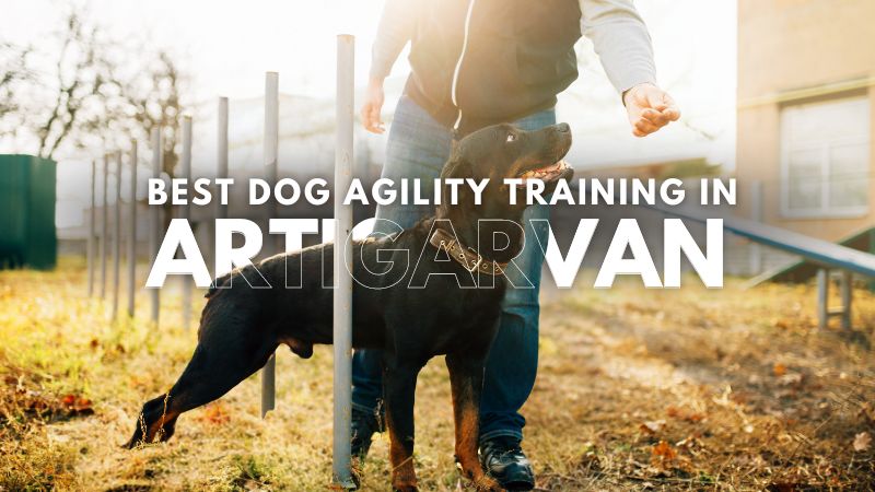 Best Dog Agility Training in Artigarvan