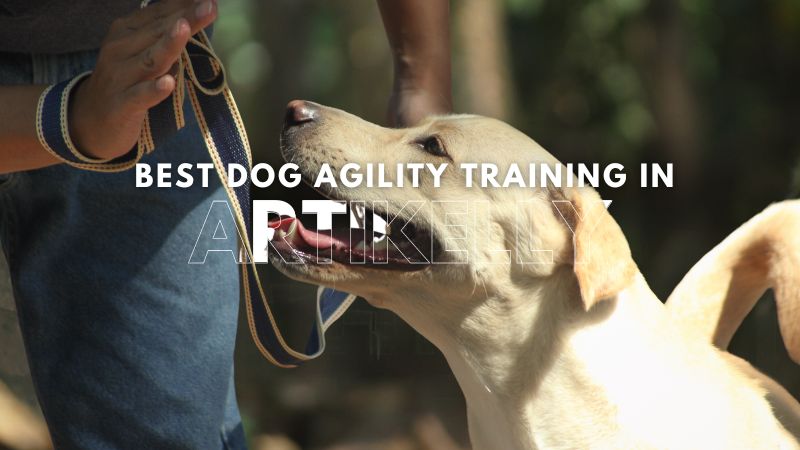 Best Dog Agility Training in Artikelly