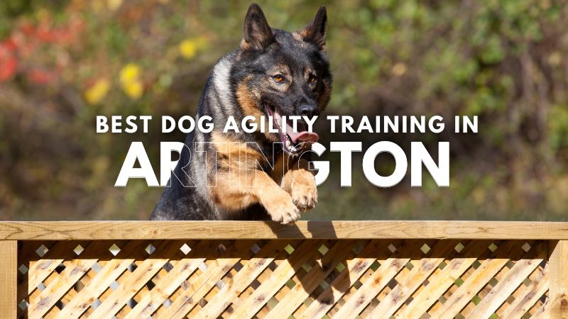 Best Dog Agility Training in Artington