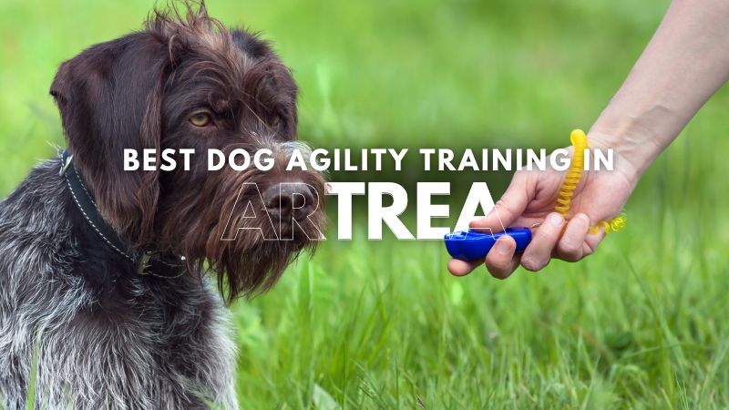 Best Dog Agility Training in Artrea