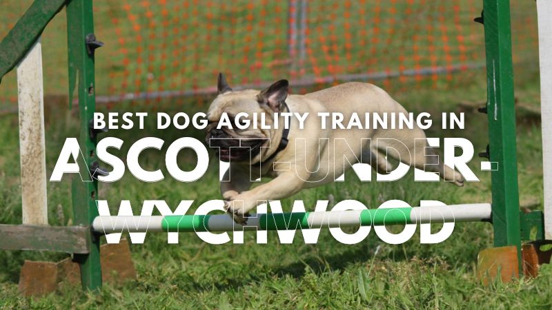 Best Dog Agility Training in Ascott-under-Wychwood