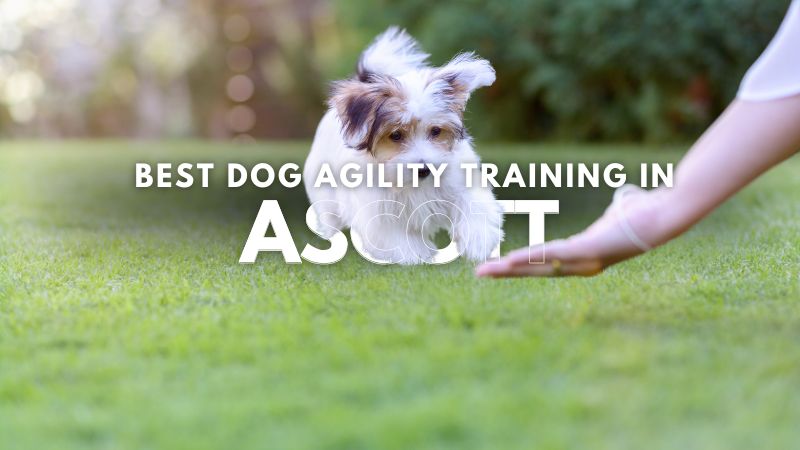 Best Dog Agility Training in Ascott