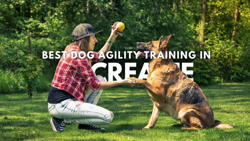 Best Dog Agility Training in Ascreavie
