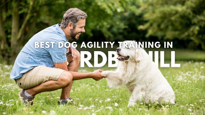 Best Dog Agility Training in Asfordby Hill