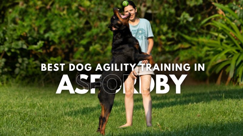 Best Dog Agility Training in Asfordby