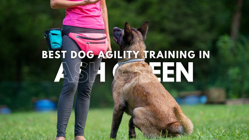 Best Dog Agility Training in Ash Green