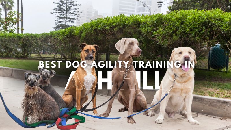 Best Dog Agility Training in Ash Hill