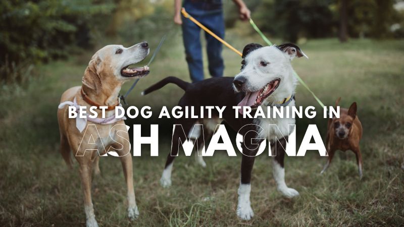 Best Dog Agility Training in Ash Magna