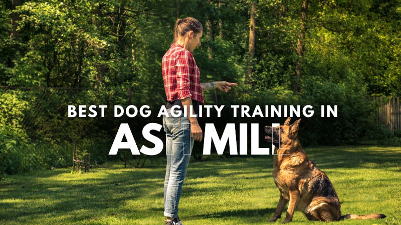 Best Dog Agility Training in Ash Mill