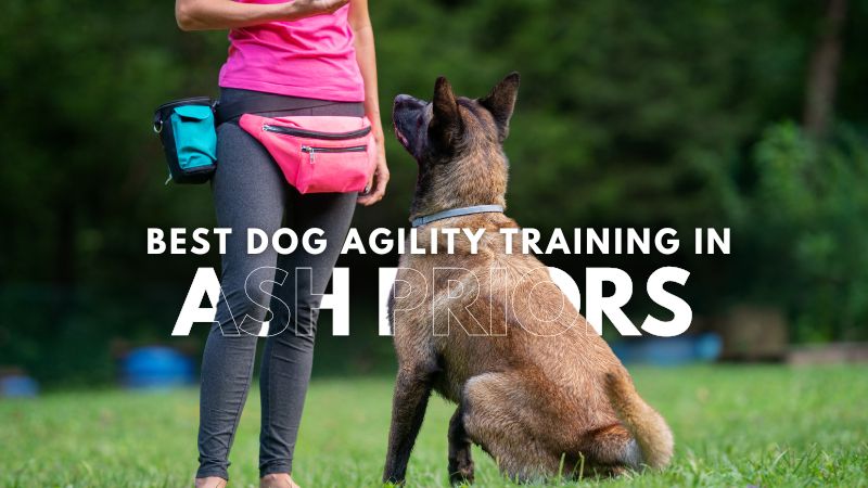 Best Dog Agility Training in Ash Priors