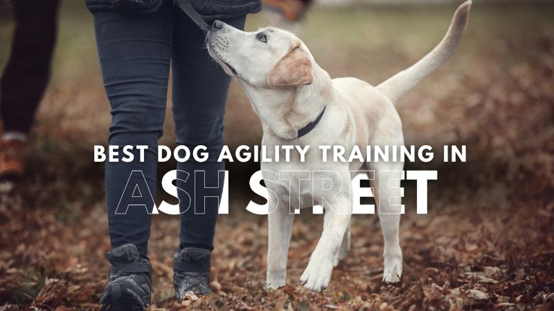 Best Dog Agility Training in Ash Street
