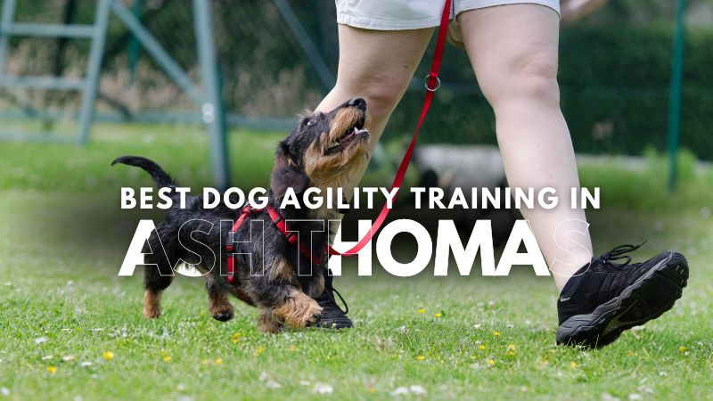 Best Dog Agility Training in Ash Thomas