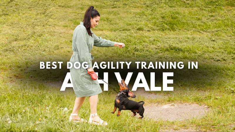 Best Dog Agility Training in Ash Vale