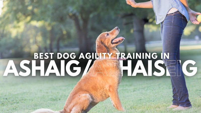 Best Dog Agility Training in Ashaig_Athaiseig